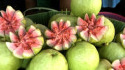 Guava