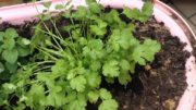 coriander