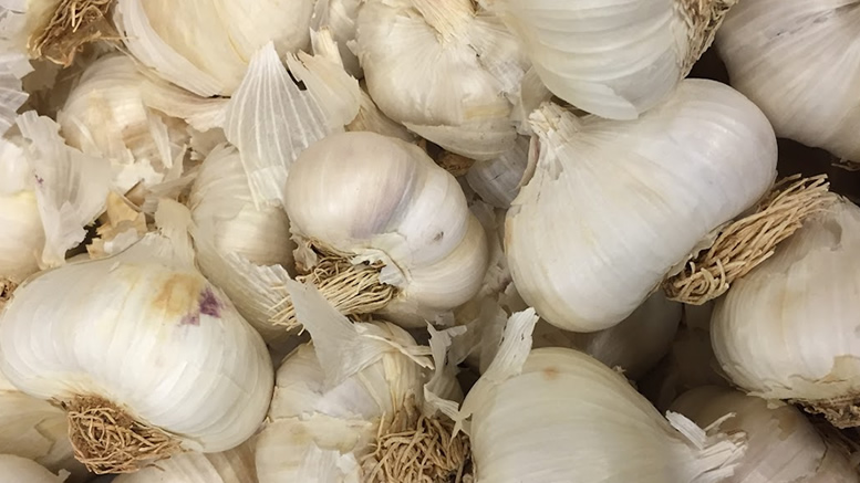 garlic