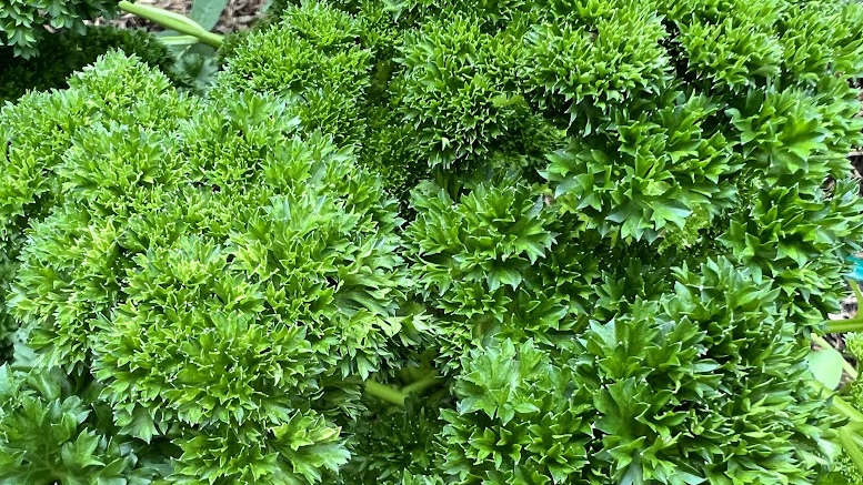 parsley